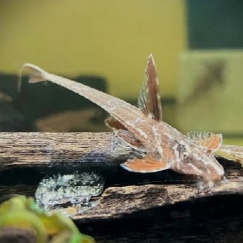 Rineloricaria lanceolata